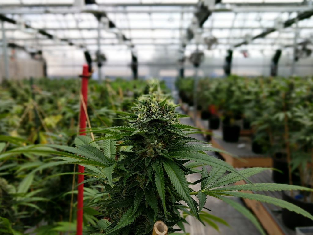 Cannabis flowering in a greenhouse